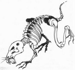 Undead rat WD 35.jpg