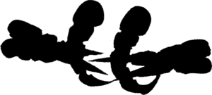 File:300px-Ajaba.png