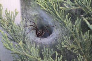 File:300px-FunnelSpider - Nest 05182012.jpg
