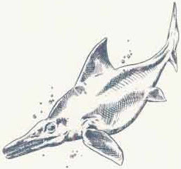 File:Nothosaurus MCAV2.jpg