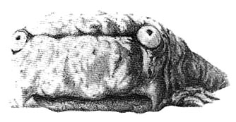 File:EatingSquig.jpg