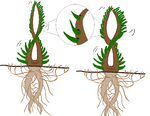 File:150px-Coilinghexis.png