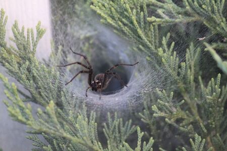 File:450px-FunnelSpider - Nest 05182012.jpg