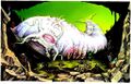 Thumbnail for version as of 19:29, 21 January 2025