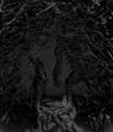 Thumbnail for version as of 19:01, 21 January 2025