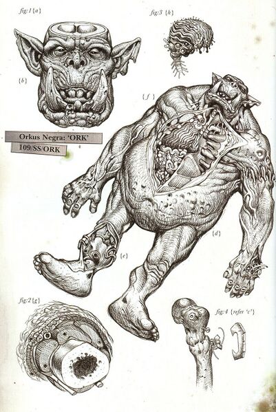 File:1024px-Ork Anatomy.jpg