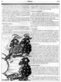 Thumbnail for version as of 18:05, 21 January 2025