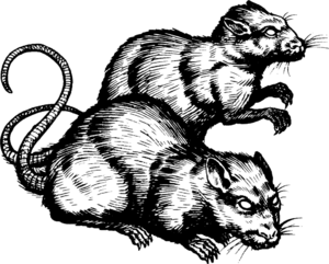 1024px-Zhentish sewer rat RoZK.png