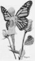 Thumbnail for version as of 19:48, 21 January 2025