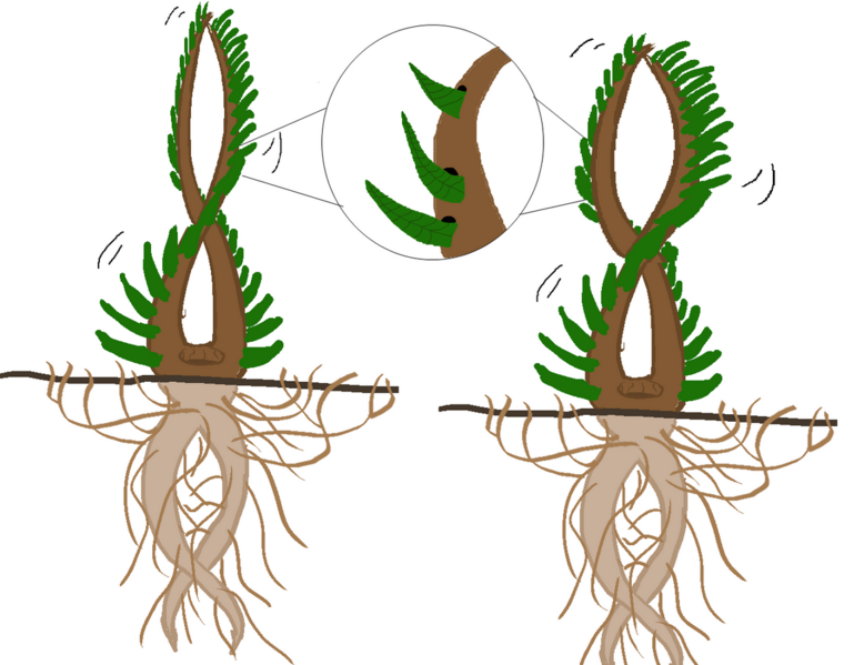 File:1167px-Coilinghexis.png