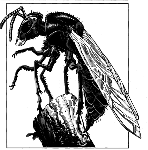 File:1189px-Giant mason wasp MC Al-Qadim.png