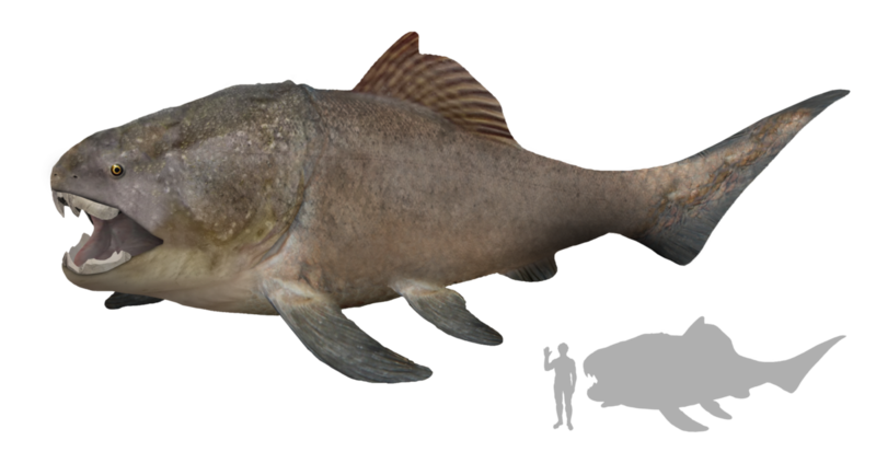 File:1200px-Dunkleosteus.png