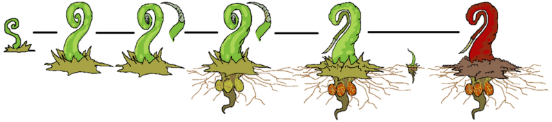 File:1200px-Frenchart.png