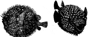 1200px-Giant porcupine fish Dragon 116.png