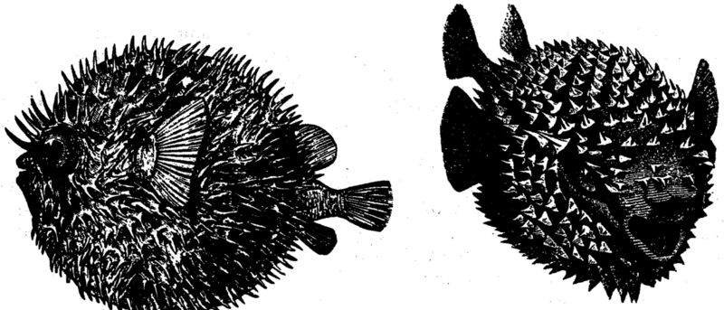 File:1200px-Giant porcupine fish Dragon 116.png