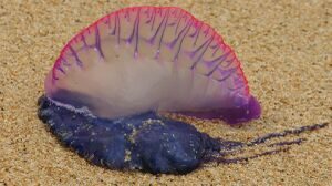 1200px-Man o war.jpg