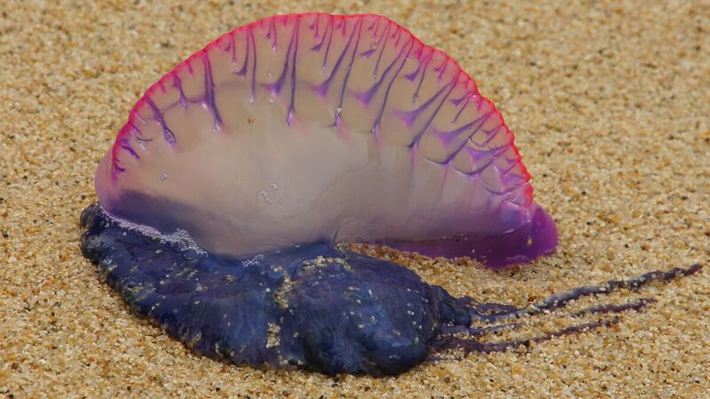 File:1200px-Man o war.jpg
