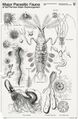 Thumbnail for version as of 20:00, 21 January 2025
