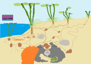 1200px-Oasis Kaskus.png