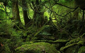 1200px-Puzzlewood.jpg