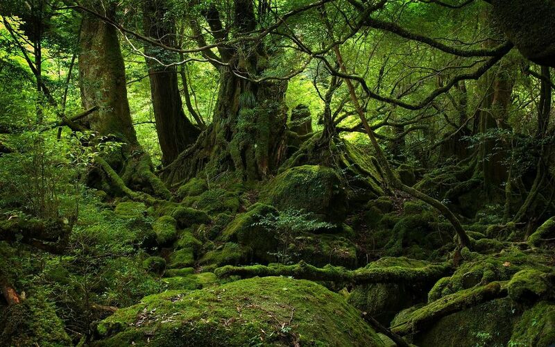 File:1200px-Puzzlewood.jpg