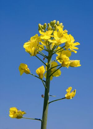1200px-Raps Rapeseed Brassica napus.jpg