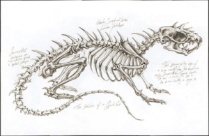 1200px-Rat skeleton miragliano.png