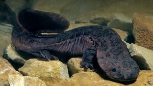 1200px-Salamander.jpg