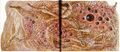 Thumbnail for version as of 18:21, 21 January 2025