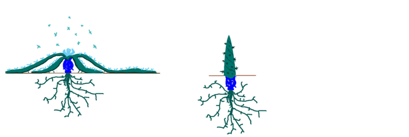 File:1200px-Spike Cho.png