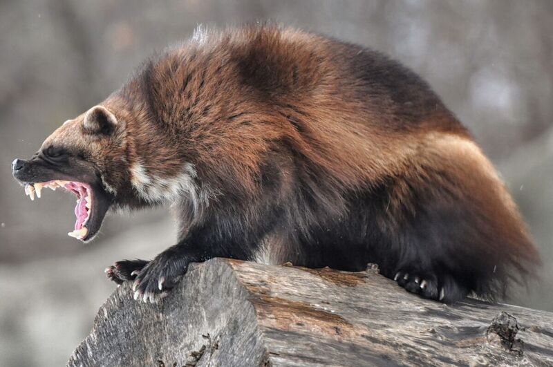 File:1200px-Wolverine (2).jpg
