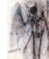 Thumbnail for version as of 19:51, 21 January 2025