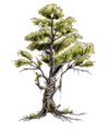 Thumbnail for version as of 17:34, 21 January 2025