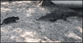 Thumbnail for version as of 18:58, 21 January 2025