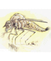 Thumbnail for version as of 20:01, 21 January 2025
