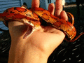 Thumbnail for version as of 18:51, 21 January 2025