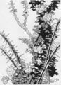 Thumbnail for version as of 20:16, 21 January 2025