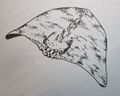 Thumbnail for version as of 20:15, 21 January 2025