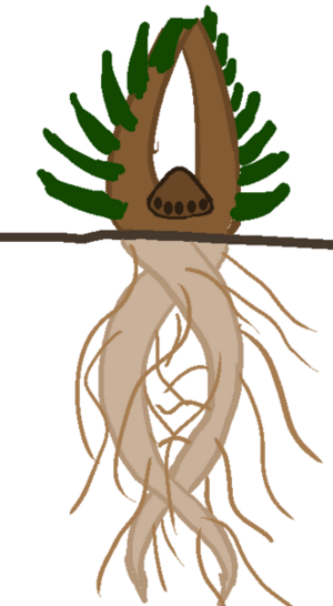 329px-Oasistree.png