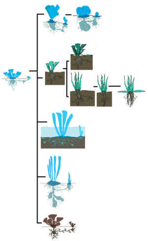 369px-Vindra.png