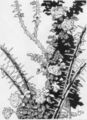 Thumbnail for version as of 20:16, 21 January 2025