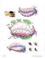 Thumbnail for version as of 20:10, 21 January 2025