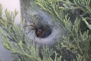 450px-FunnelSpider - Nest 05182012.jpg