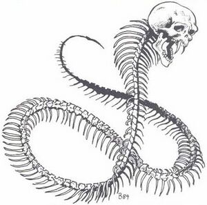 450px-Necrophidius MC5.jpg