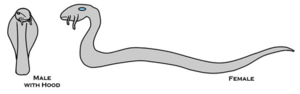 450px-Silverwyrm 6-00.png