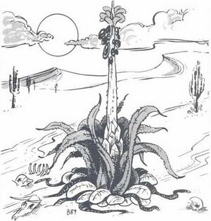 450px-Vampire cactus MC5.jpg