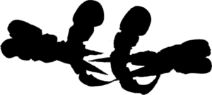 600px-Ajaba.png