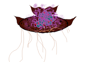 600px-Frilla EVO.png