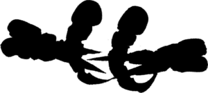 640px-Ajaba.png