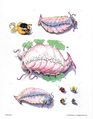 Thumbnail for version as of 20:10, 21 January 2025